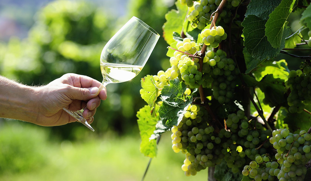 International Riesling Day: The world’s most misunderstood grape variety
